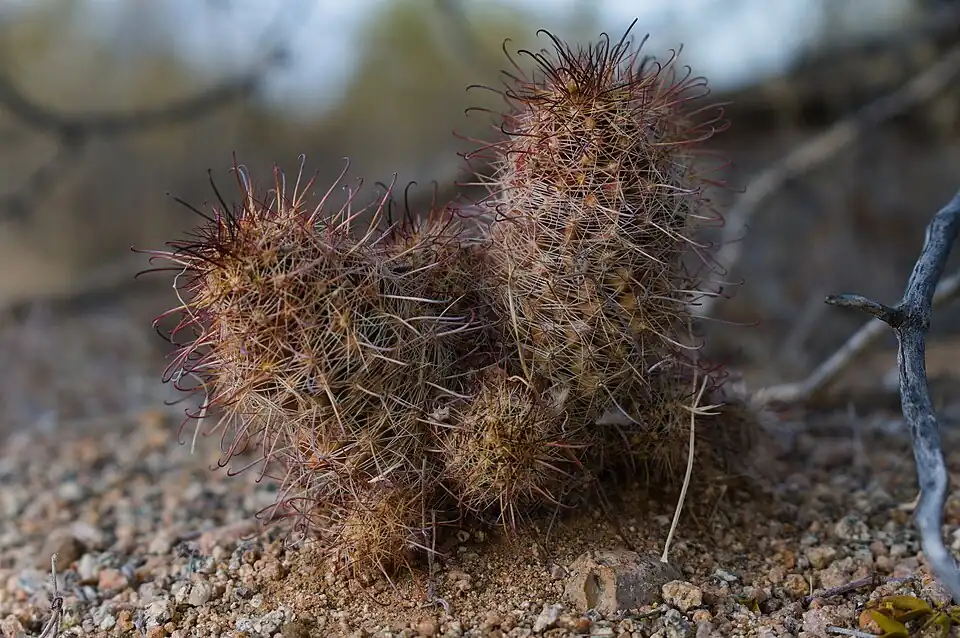 Plants growing in habitat in the United States