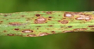 Symptoms of "Cochliobolus miyabeanus", the causal agent of brown spot, on rice