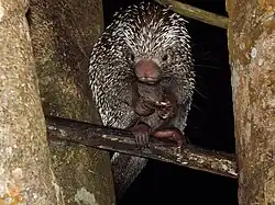 Black and white porcupine