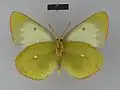 Colias palaeno poktussani Female, ventral side