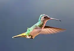 Hummingbird photographed with focal length of 300mm and 1/800 of a second shutter speed taken from a distance of 2.72 metres