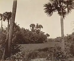 Paddy fields in the Madras Presidency,  1880. Two-thirds of the presidency fell under the Ryotwari system.