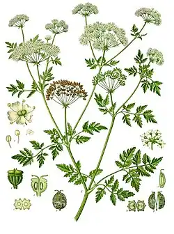 19th-century illustration