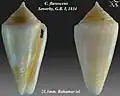 Conus flavescens Sowerby, G.B. I, 1834