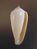 Apertural view of Conus ochroleucus tmetus