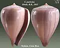 Conus patricius Hinds, R.B., 1843
