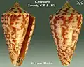 Conus regularis Sowerby, G.B. I, 1833