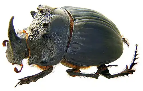 Copris elphenor male