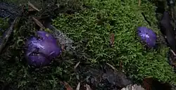 Cortinarius porphyroideus.