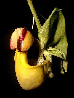 Coryanthes verrucolineata