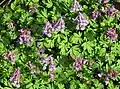 Corydalis solida