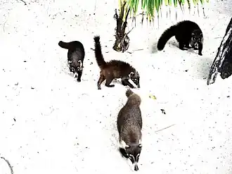 Cozumel coati family at Fury Beach. Mexico