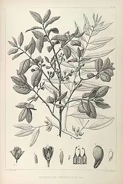 Drawing of the species (1880 to 1883)