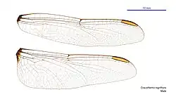 Male wings