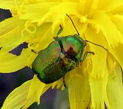 Cryptocephalus sericeus