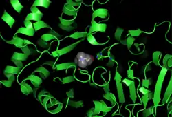 Crystal structure of choline ion bound in choline acetyltransferase. Side chain residues of His324A and Tyr552A shown.PDB: 2FY3