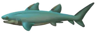 Cartilaginous fish