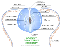 Anatomy of Cydippid Ctenophore