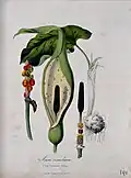 Cuckoo-pint (Arum maculatum)