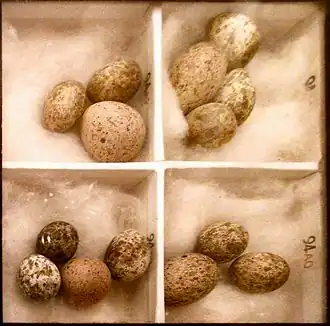 photo of box of cuckoo and reed warbler eggs