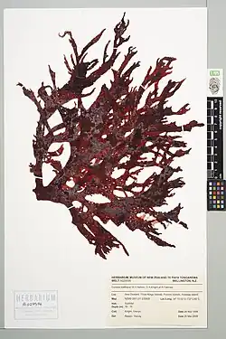 Red seaweed that has been dried and pressed