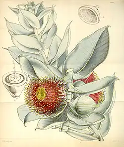 E.&nbsp;macrocarpa, as figured by Walter Hood Fitch in 1847.