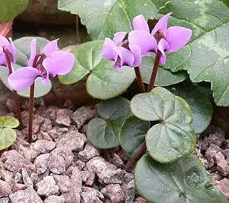 Cyclamen parviflorum var. subalpinum
