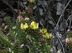 Variety californica flowering in habitat. Dry leaves of Rhus integrifolia in the background.
