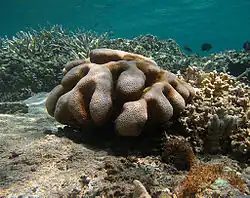 types of Corals in St. Brandon - Cyphastrea_serailia
