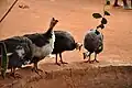 Guinea fowl in Benin