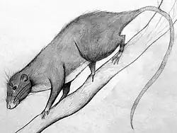 Drawing of gray spiny rat