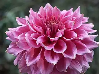 A pink dahlia