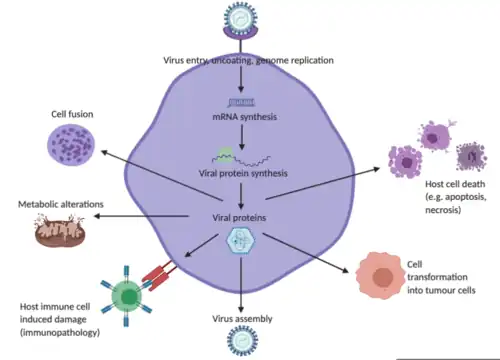 Diagram representing the various ways viral infections can induce damage and disease to host cells