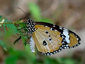 Danaus chrysippus, male with anal "hairs"; Danaini