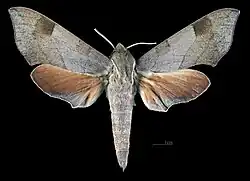 Darapsa myron mexicana dorsal female