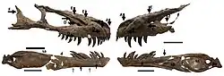 TMP 1994.143.1, the skull of a juvenile tyrannosaur from the Dinosaur Park Formation previously thought to be Daspletosaurus sp. but since 2019 assigned to Gorgosaurus libratus. The arrows point at various tyrannosaur bite marks.