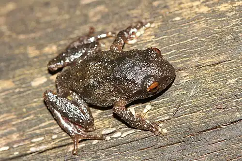 Dorsal view