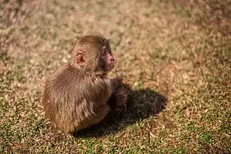 A baby Japanese macaque (Macaca fuscata).
