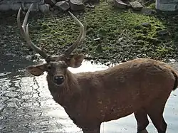 Sambar deer stag in the park