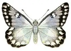 Male of Delias aganippe. Mounted specimen