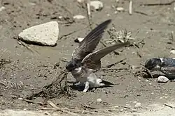 A bird with blue head, brown wings and white underparts on ground is pulling up muddy grass