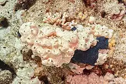 "Crella cyathophora" in the Red Sea