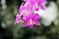 Dendrobium hybrid belonging to the section Phalaenanthe
