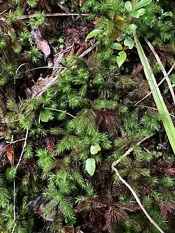 A tall moss growing, shot from above