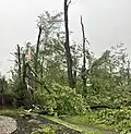 Tree damage, Amberwood Crescent, Country Place (Ottawa)
