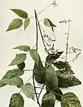 Desmodium cuspidatum