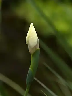 Bud