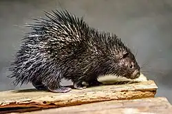 Black porcupine