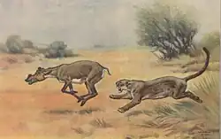 Dinictis and Protoceras from 1904