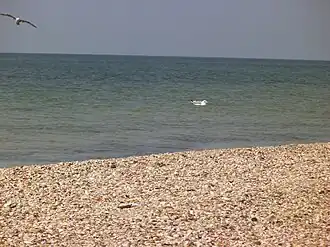 "Turtle beach" (2013)